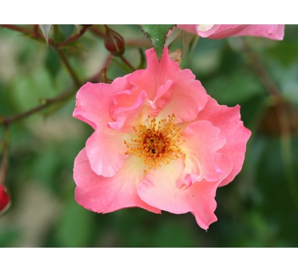 Climbing Rose Summer Wine